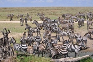 Dar Es Salaam: Safari mit Übernachtung im Mikumi National Park