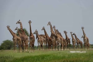 Dar Es Salaam: Safari mit Übernachtung im Mikumi National Park