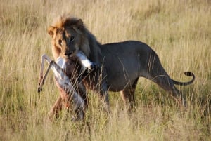 Dar Es Salaam: Safari mit Übernachtung im Mikumi National Park