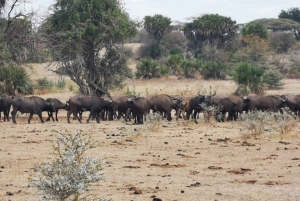 Dar Es Salaam: Overnight Safari Tour Nyerere National Park