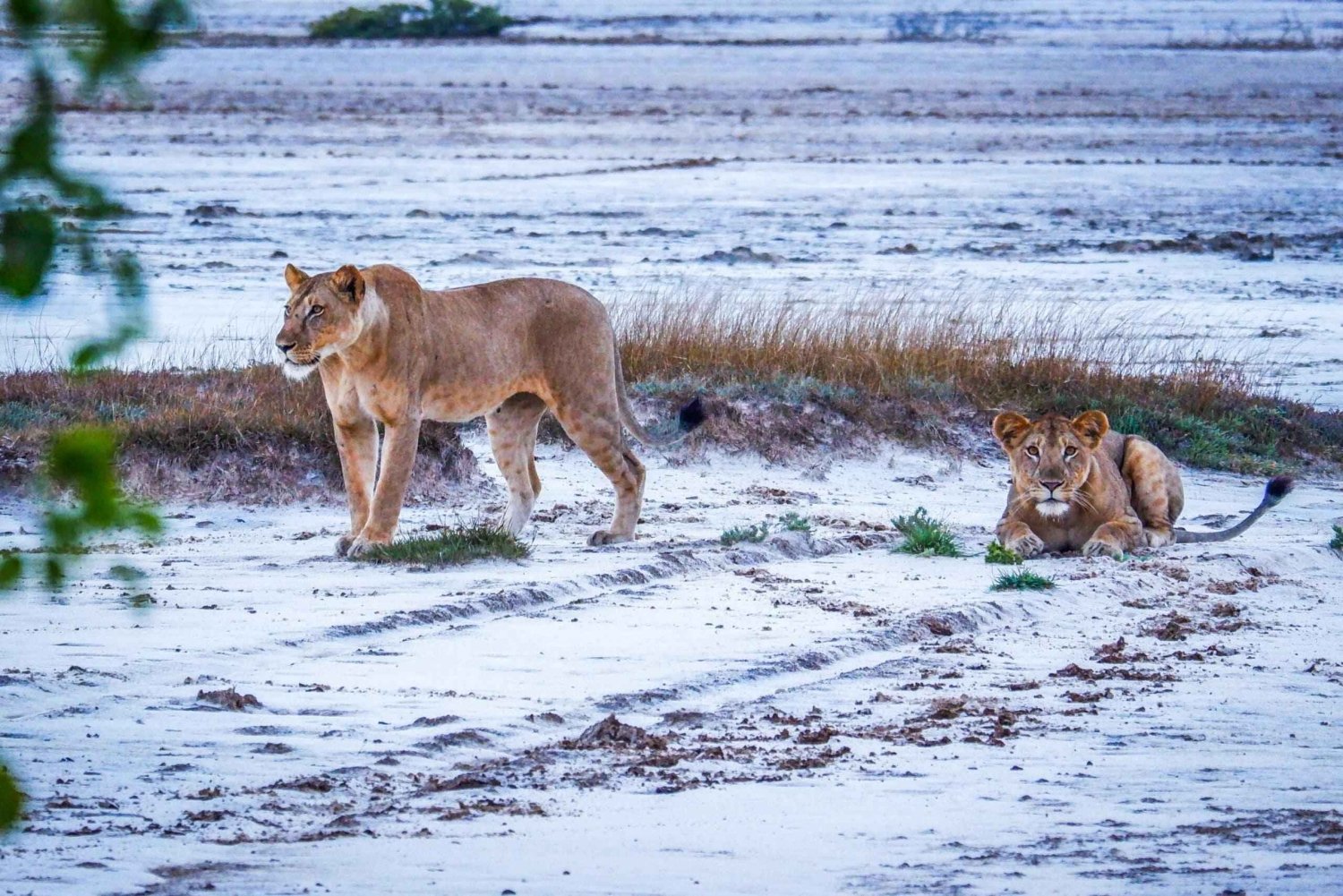 Dar es Salaam : excursion d'une journée au parc national de Saadani avec déjeuner