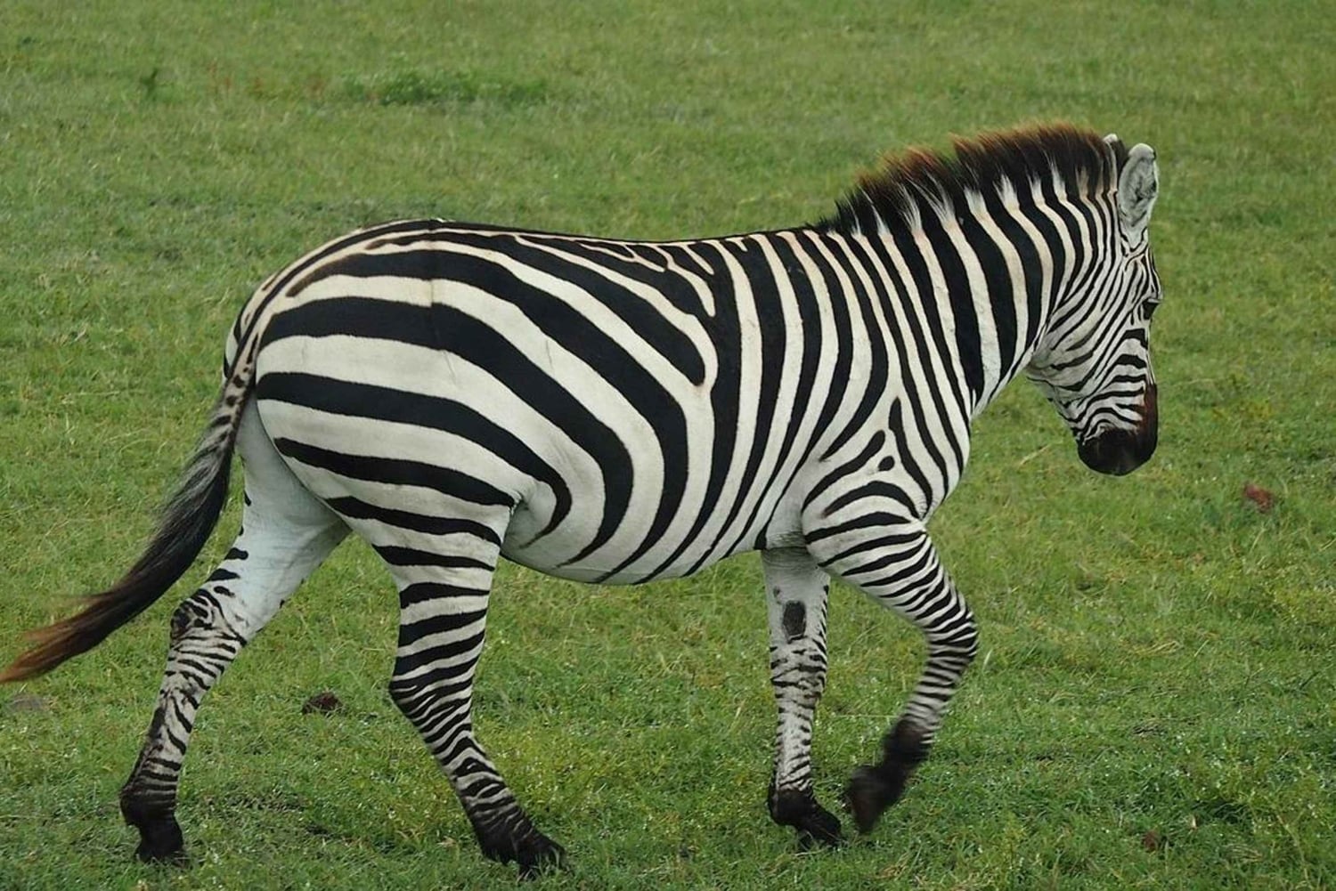 Dar es Salaam: Selous and Mikumi National Park 6-Day Tour