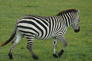 Dar es Salaam: Selous and Mikumi National Park 6-Day Tour