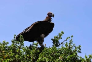 Dar es Salaam: Selous Game Reserve 3-Tages-Safari & Bootstour