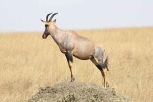 Dar es Salaam: Selous Game Reserve 3-Tages-Safari & Bootstour