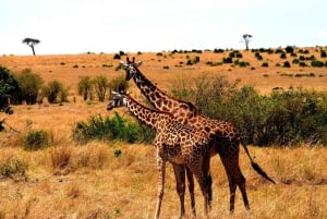 Dar es Salaam: Selous Game Reserve 3-Tages-Safari & Bootstour