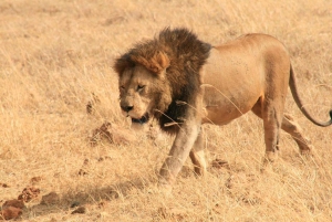 Dar es Salaam: Selous Game Reserve 3-Tages-Safari & Bootstour