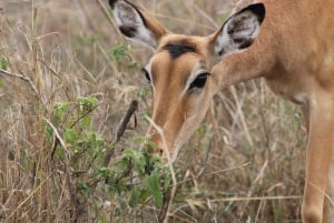 Dar es Salaam: Selous Game Reserve 3-Tages-Safari & Bootstour