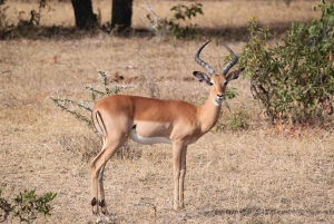 Dar es Salaam: Selous Game Reserve 3-Tages-Safari & Bootstour