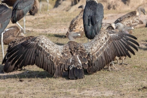 Dar es Salaam: Selous Game Reserve 3-Tages-Safari & Bootstour