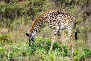 Dar es Salaam: 3-dagars safari och båttur i Selous Game Reserve