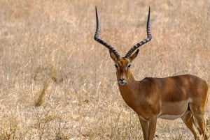 Dar es Salaam: 3-dagars safari och båttur i Selous Game Reserve