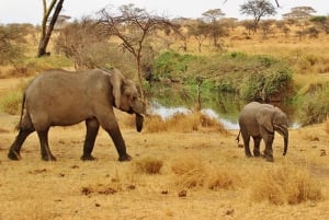 Dar es Salaam: 3-dagars safari och båttur i Selous Game Reserve