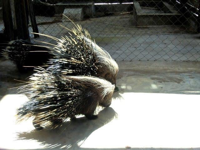 Dar es Salaam Zoo