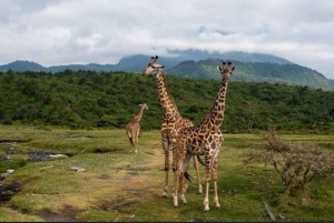 1-DAY MEMORABLE SAFARI AT MOSHI TO ARUSHA NATIONAL PARK