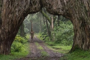 1-DAY MEMORABLE SAFARI AT MOSHI TO ARUSHA NATIONAL PARK