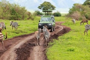 1-DAY MEMORABLE SAFARI AT MOSHI TO ARUSHA NATIONAL PARK