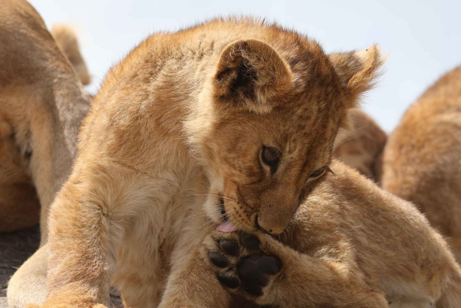 Однодневное сафари к чудесам кратера Нгоронгоро