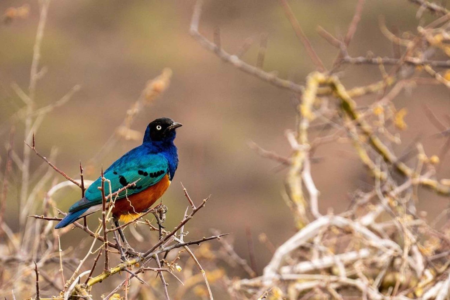 Day Selous Game reserve: game Drive with Lunch From Zanzibar