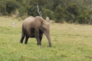 Esperienza culturale keniota: danza, musica e patrimonio