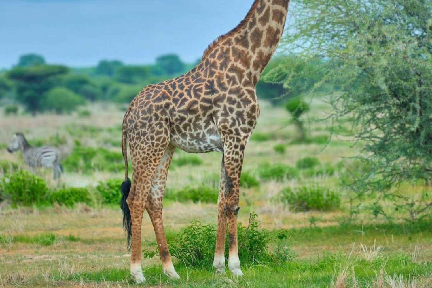 Matkapäivä Makuyunin villieläinpuistoon ja vierailu masai-kylään