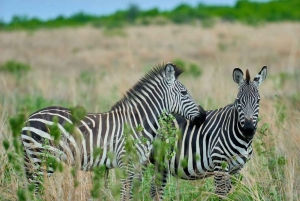 Matkapäivä Makuyunin villieläinpuistoon ja vierailu masai-kylään