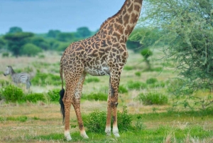 Matkapäivä Makuyunin villieläinpuistoon ja vierailu masai-kylään