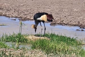 ナイロビ発アンボセリ国立公園日帰りツアー 予算サファリ。