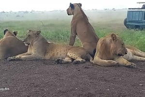 ナイロビ発アンボセリ国立公園日帰りツアー 予算サファリ。