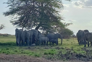 Dagstur amboseli nasjonalpark fra nairobi budsjettsafari.