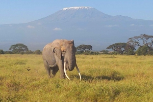 DAY TRIP AMBOSELI PARK FROM NAIROBI AND MASAI VILLAGE.