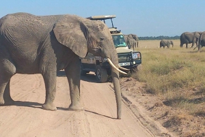 DAY TRIP AMBOSELI PARK FROM NAIROBI AND MASAI VILLAGE.