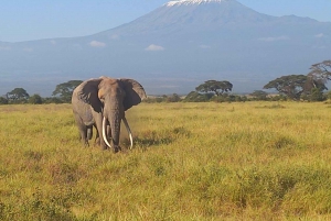 DAY TRIP AMBOSELI PARK FROM NAIROBI AND MASAI VILLAGE.