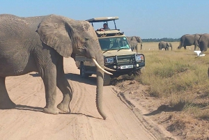DAY TRIP AMBOSELI PARK FROM NAIROBI AND MASAI VILLAGE.