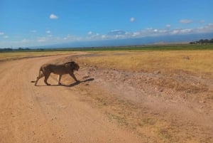 DAY TRIP AMBOSELI PARK FROM NAIROBI AND MASAI VILLAGE.