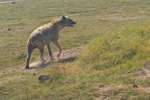 DAY TRIP AMBOSELI PARK FROM NAIROBI AND MASAI VILLAGE.