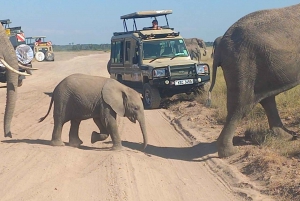 DAY TRIP AMBOSELI PARK FROM NAIROBI AND MASAI VILLAGE.