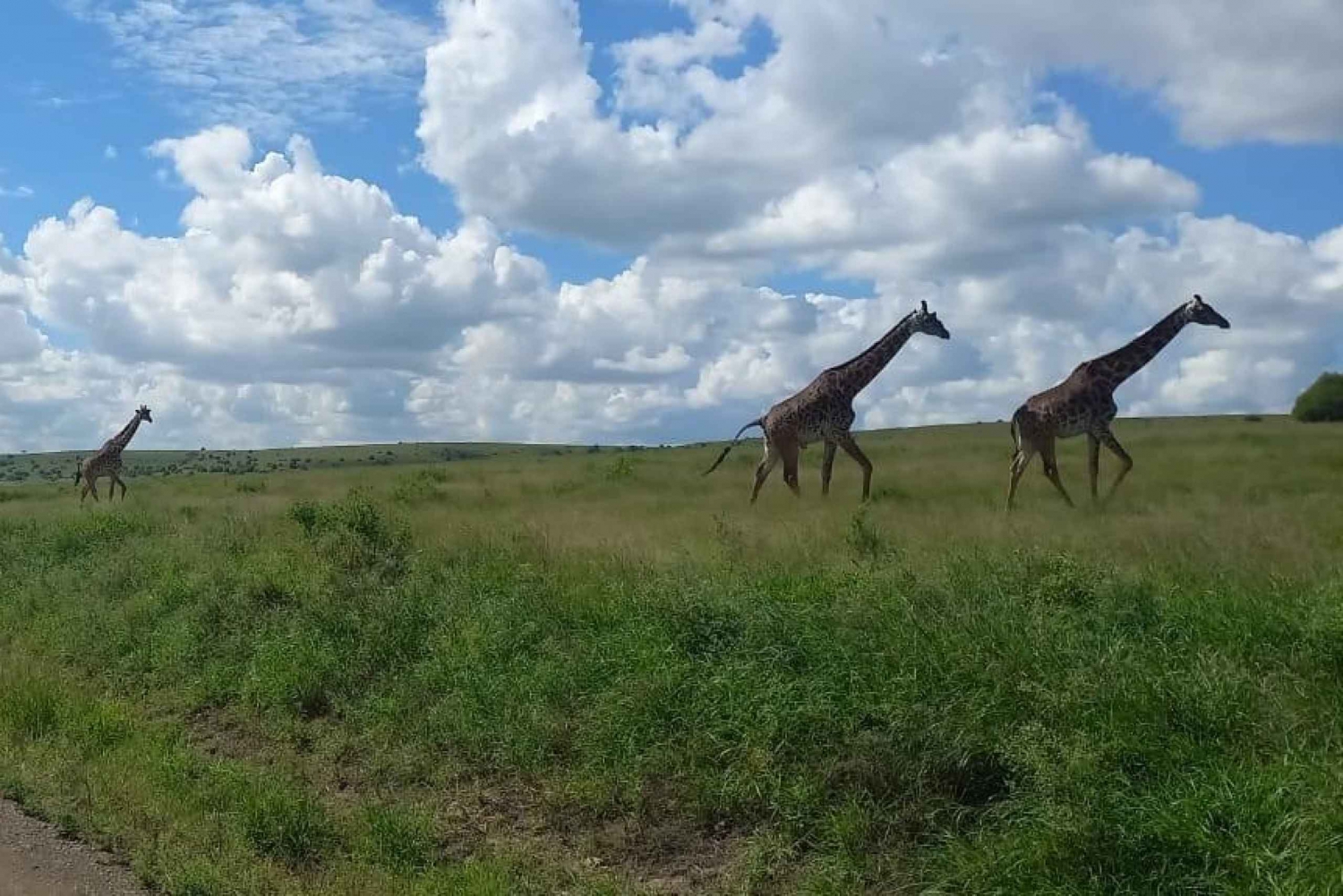 Dagsutflukt til Amboseli nasjonalpark fra Nairobi