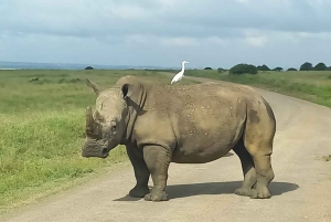 Dagstur amboseli nasjonalpark fra nairobi budsjettsafari.