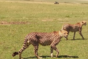 DAY TRIP AMBOSELI PARK SAFARI FROM NAIROBI AND MASAI VILLAGE