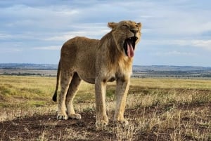DAY TRIP AMBOSELI PARK SAFARI FROM NAIROBI AND MASAI VILLAGE
