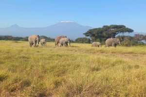 DAY TRIP AMBOSELI PARK SAFARI FROM NAIROBI AND MASAI VILLAGE