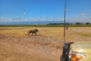 Dagstur amboseli nasjonalpark fra nairobi budsjettsafari.
