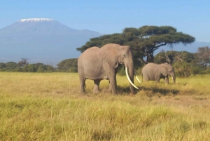 Dagstur amboseli nasjonalpark fra nairobi budsjettsafari.
