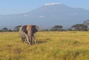 Dagstur amboseli nasjonalpark fra nairobi budsjettsafari.