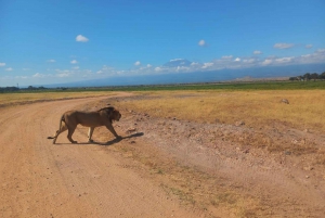 Dagstur amboseli nasjonalpark fra nairobi budsjettsafari.