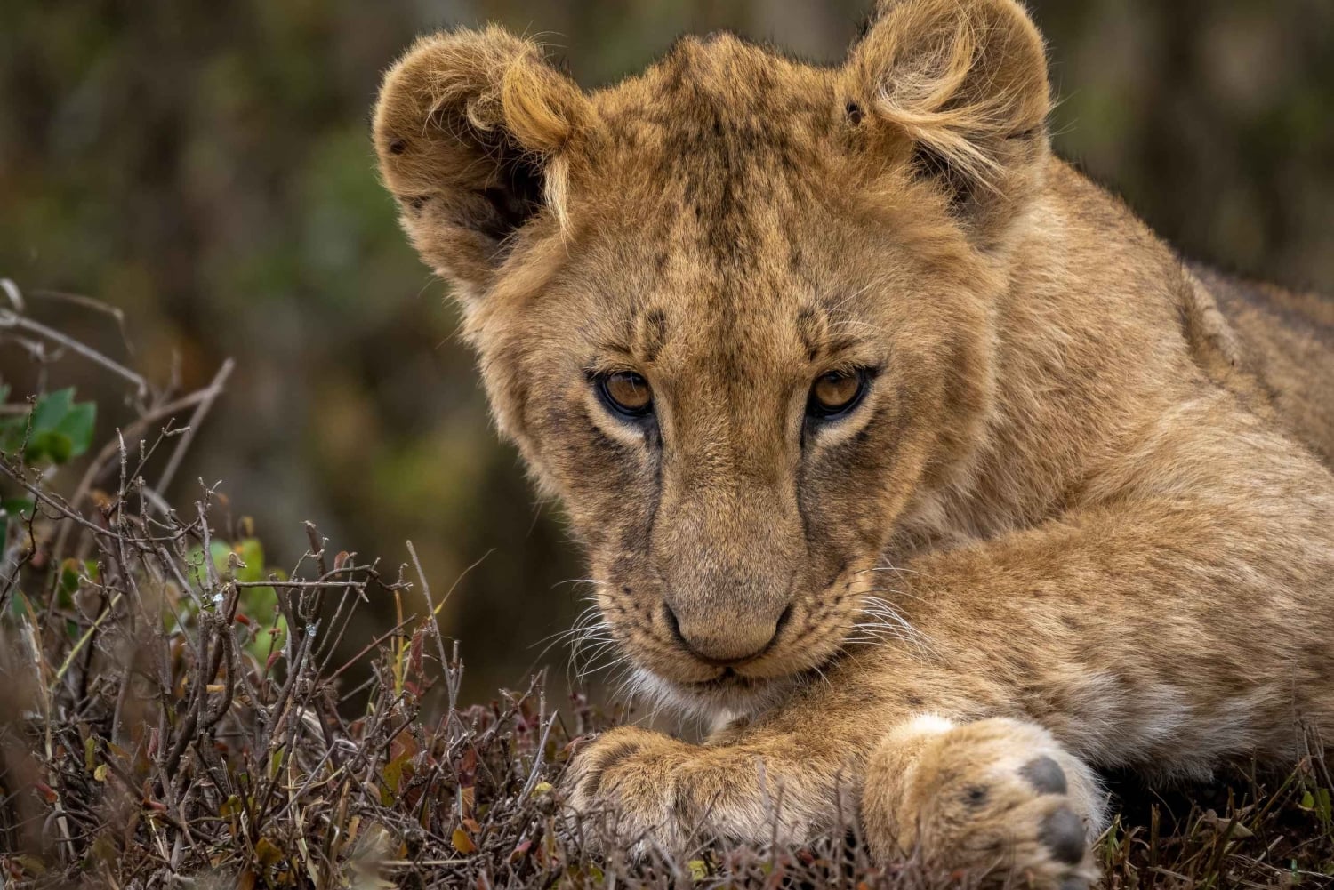 Dagsutflykt: Amboseli National Park & Maasai Village – Nairobi