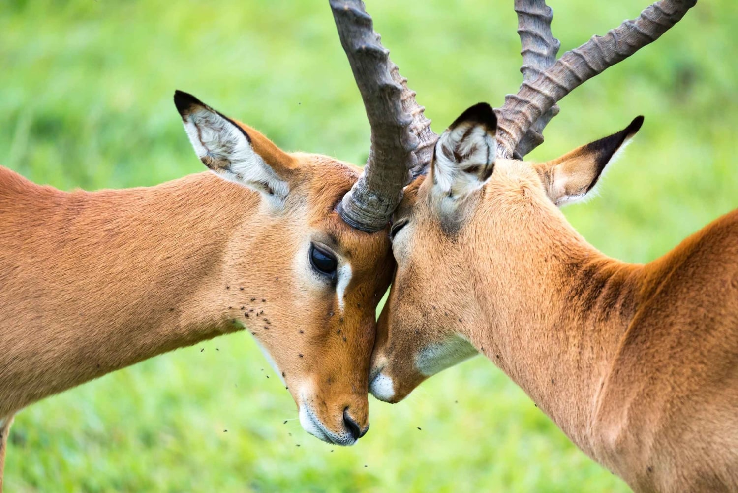 Dagsutflykt: Amboseli National Park & Maasai Village – Nairobi