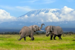 Dagsutflykt: Amboseli National Park & Maasai Village – Nairobi