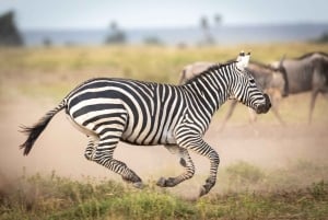 Dagsutflykt: Amboseli National Park & Maasai Village – Nairobi